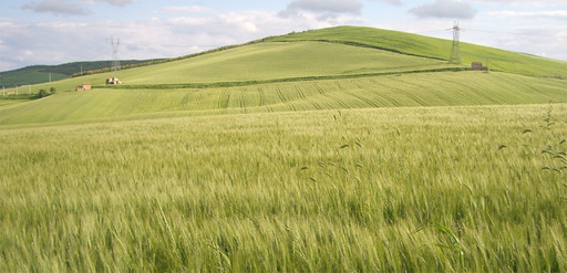 campo orzo da birra_800.jpg